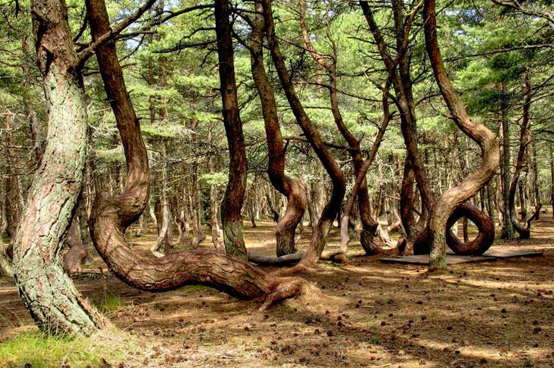 Dancing forest Dancing forest